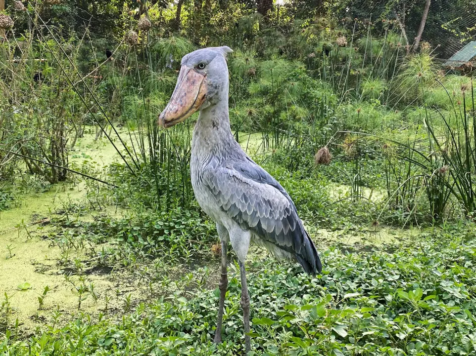 Shoebill watching in Uganda white and gray bird on brown tree branch during daytime