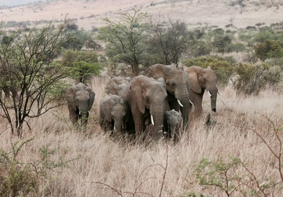 herd of elephants standing on grass field