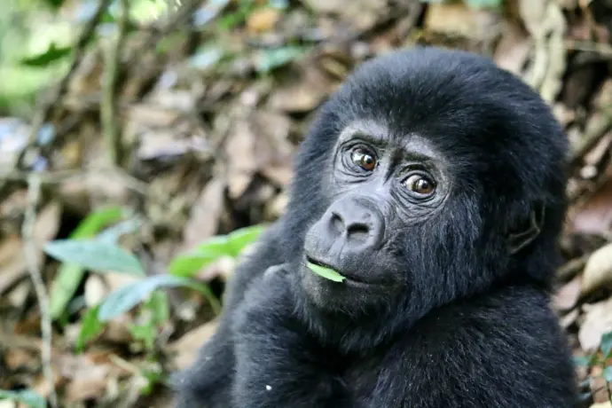 Best thing to do in Uganda 2025 a black gorilla sitting on top of a pile of leaves