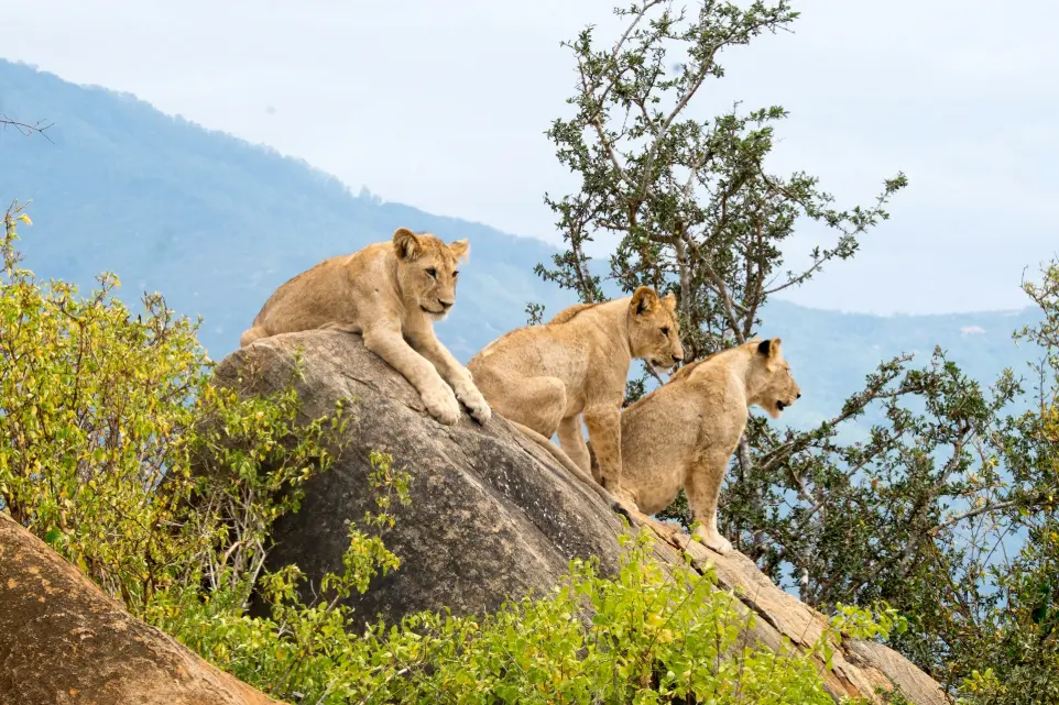 Tsavo East and West Wildlife Safari three lions sitting on rock formations at daytime