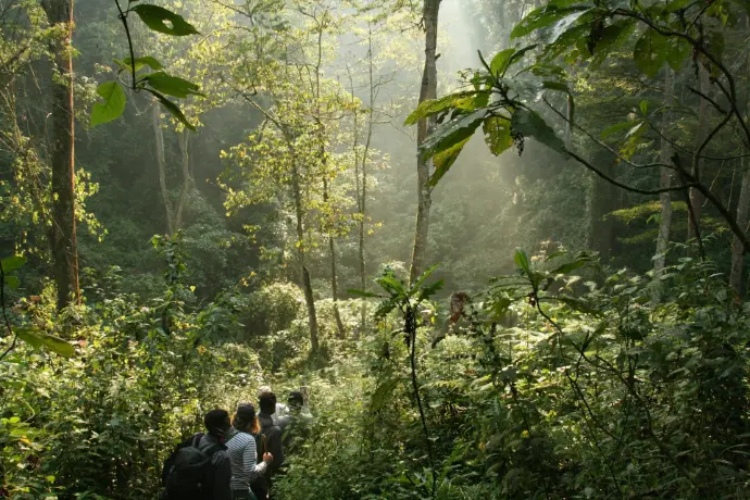 Bwindi gorilla trekking session a group of people walking through a lush green forest