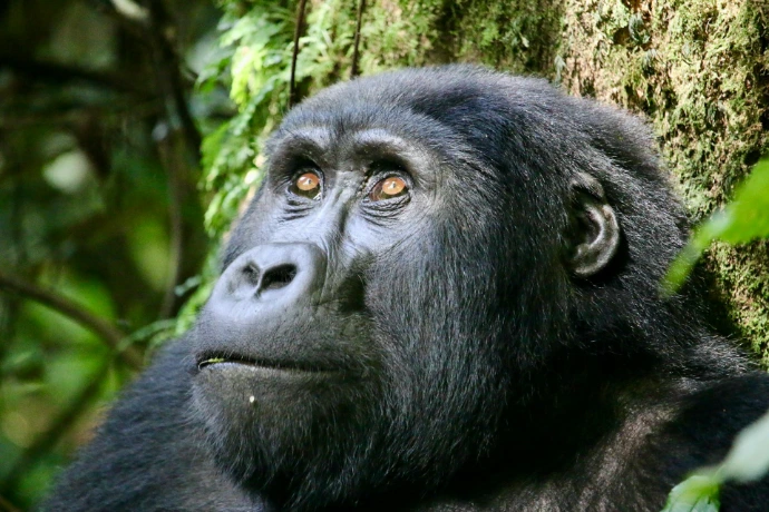 A gorilla in the wild in Bwindi a close up of a gorilla near a tree