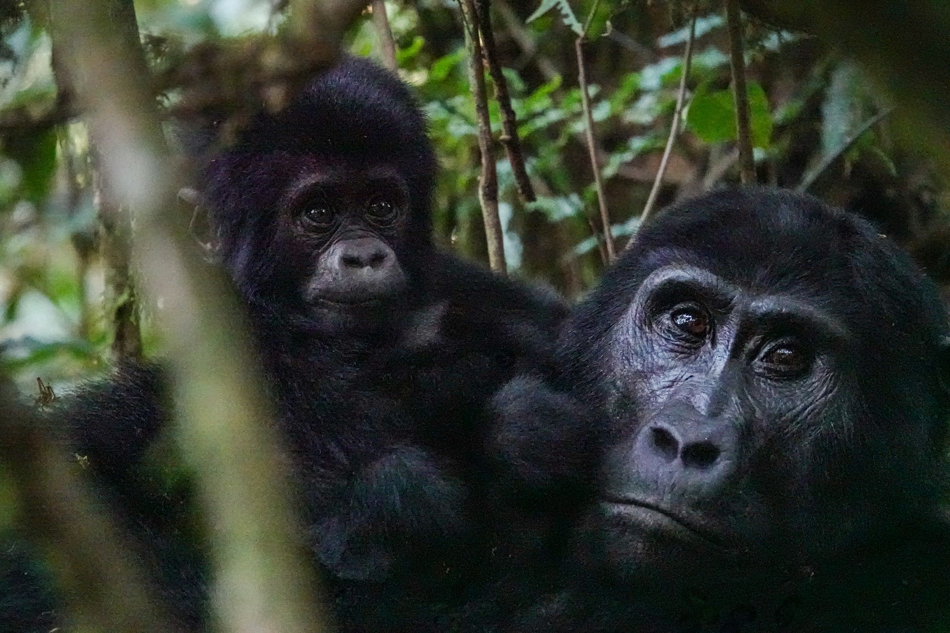 A mother and baby gorilla in the jungle