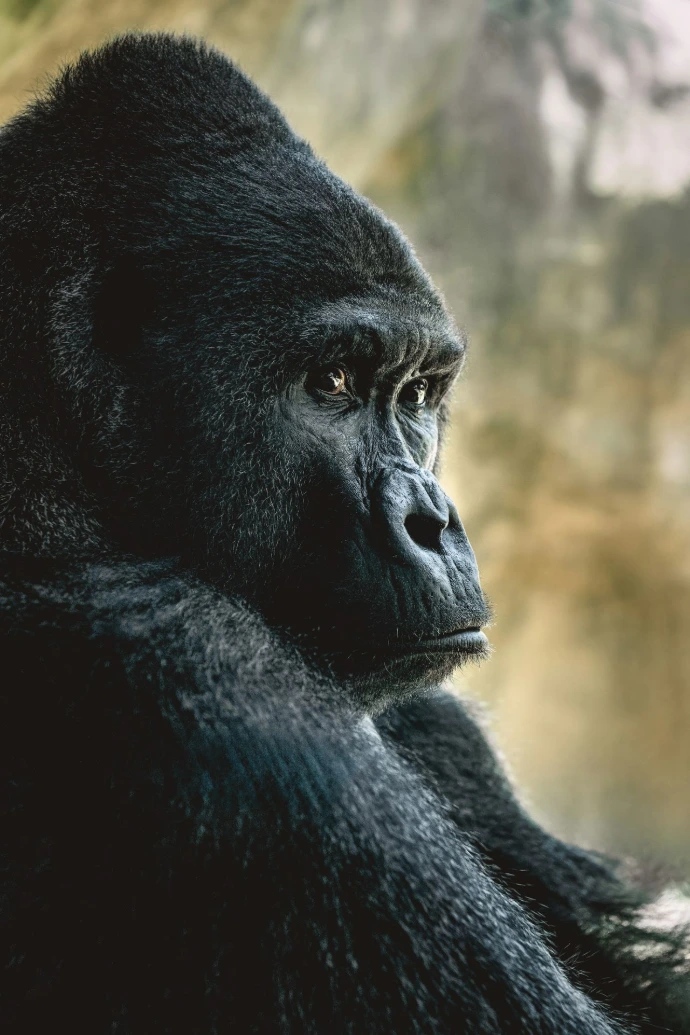A close up of a gorilla with a mountain in the background