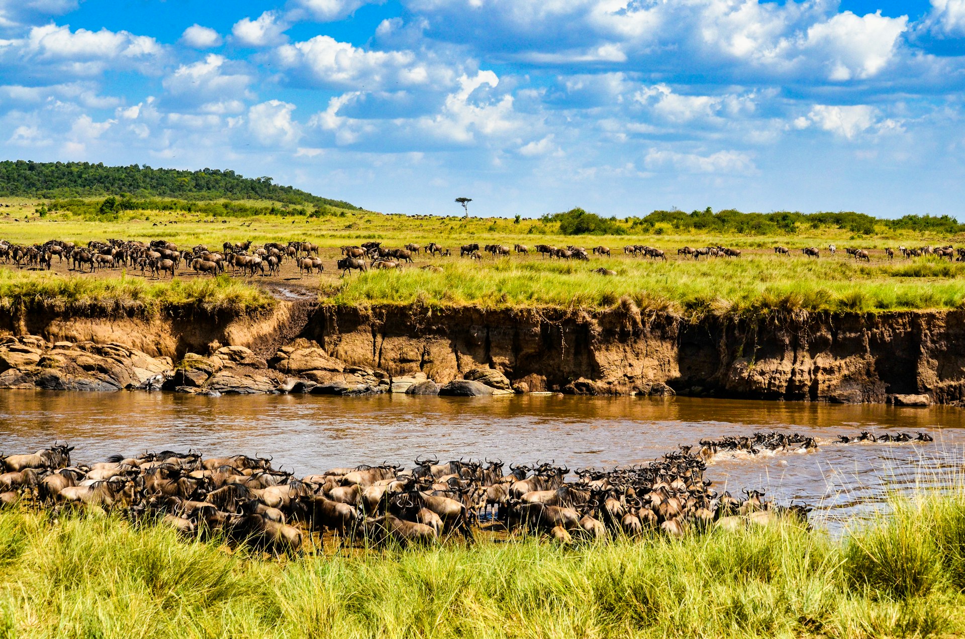 wildebeests in the green grass field near river under blue sky during daytime