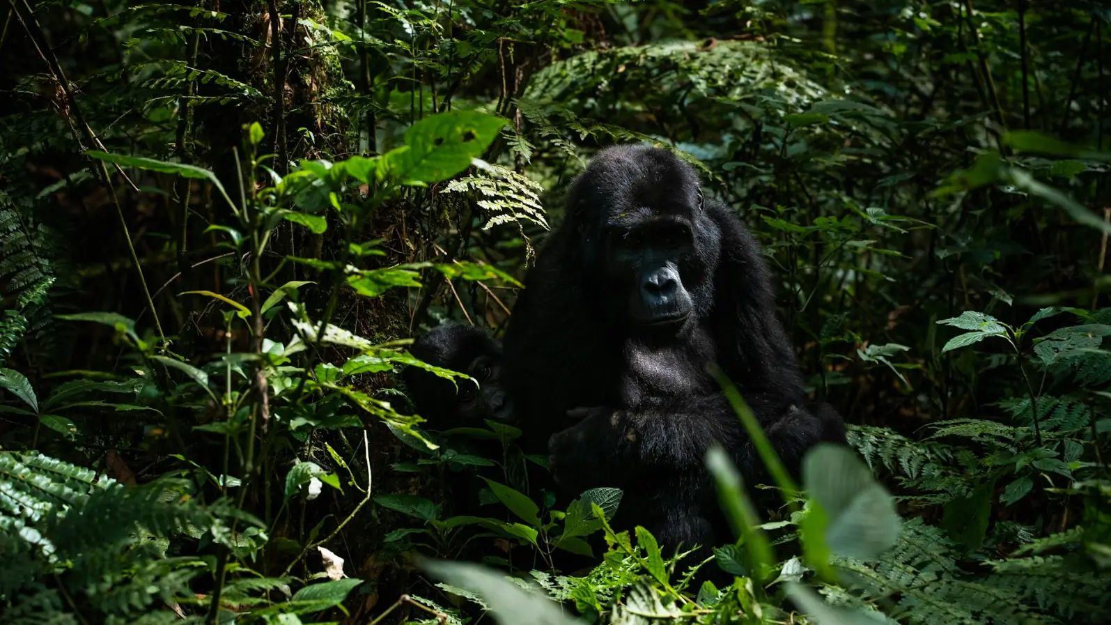 A mountain gorilla silverback in Bwindi Forest a gorilla in the forest