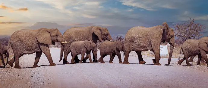 a herd of elephants walking across a dirt road