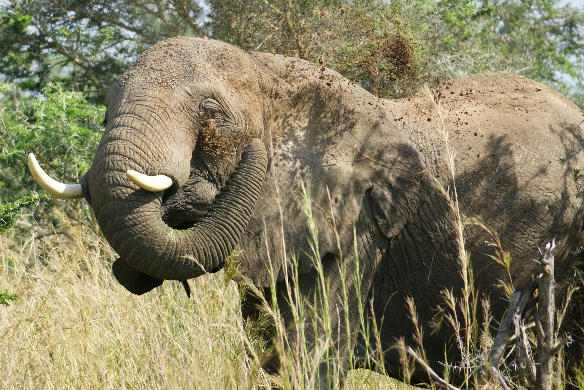 Murchison Falls National Park Big Five Safari an elephant standing in tall grass with trees in the background