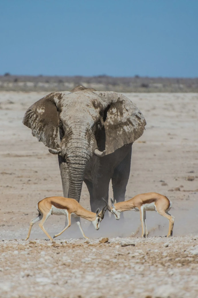 gray elephant near two deers gray elephant near two deers