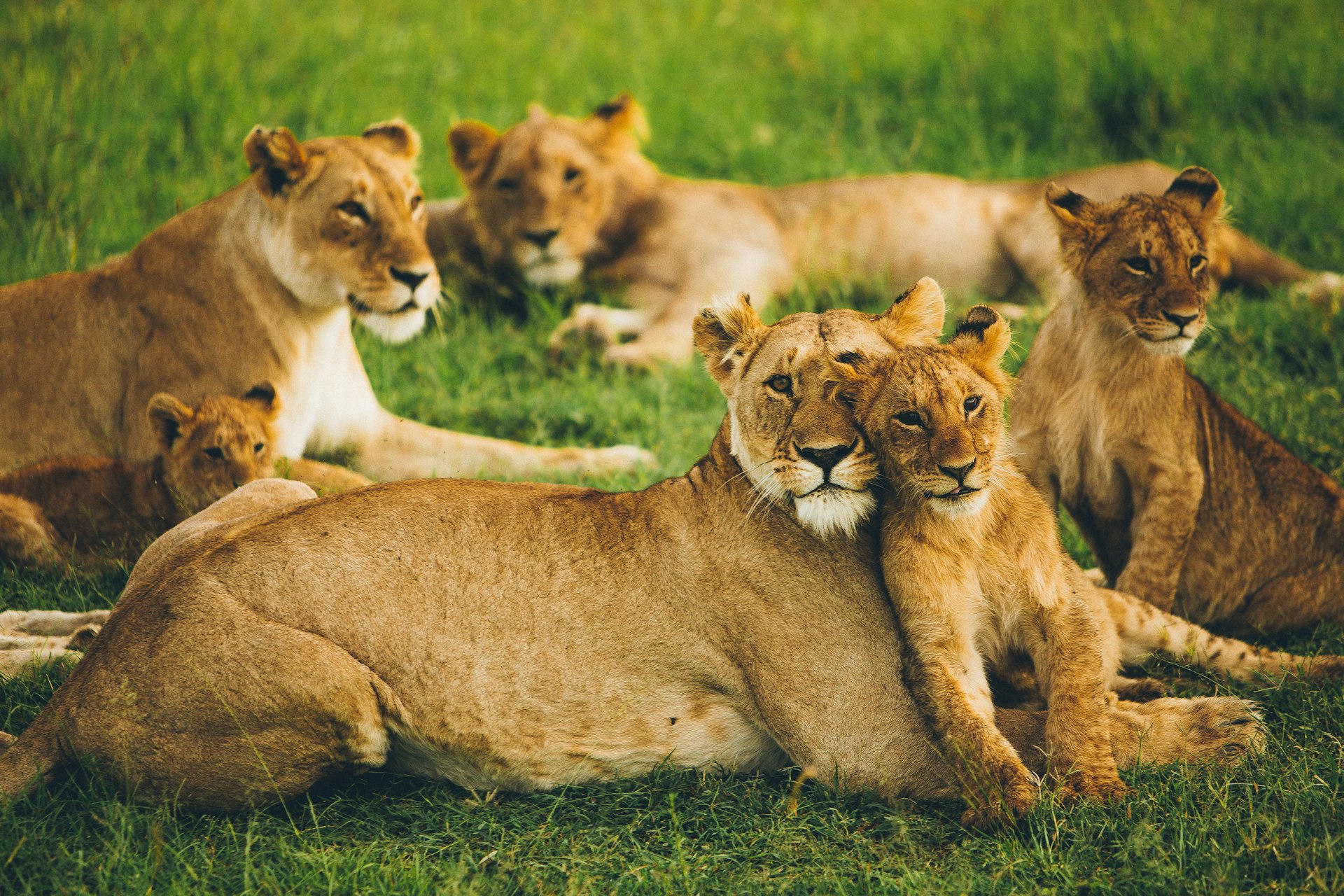 Masai Mara wildlife safaris pride of lion on field