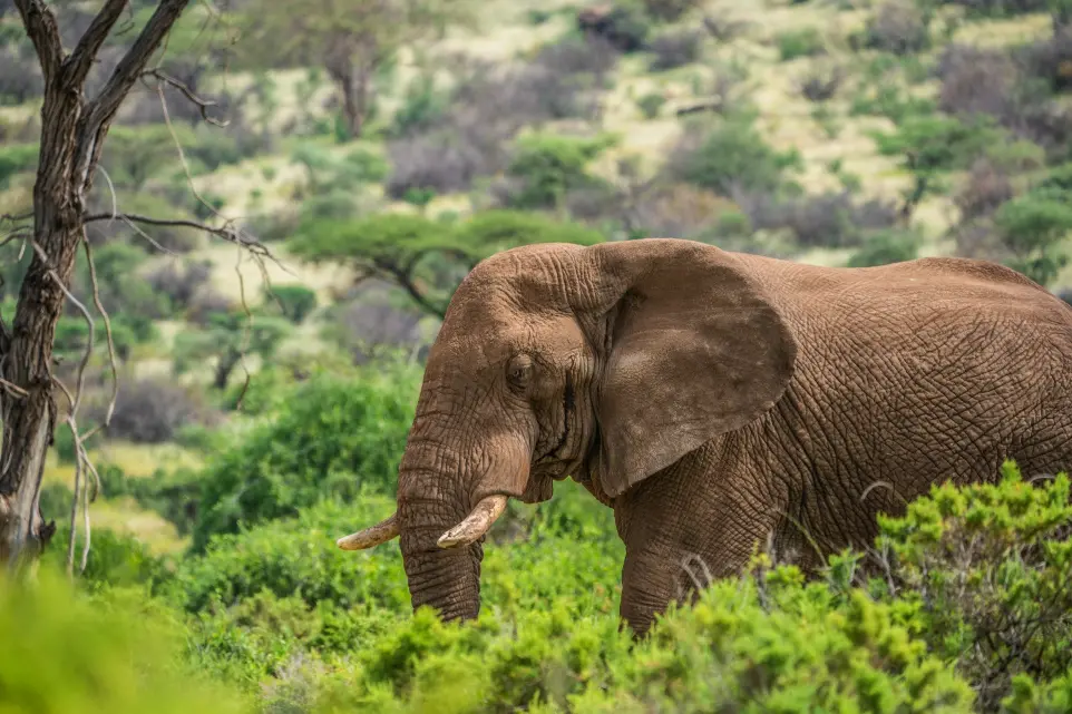 Samburu National Park wildlife safari elephant standing on trees