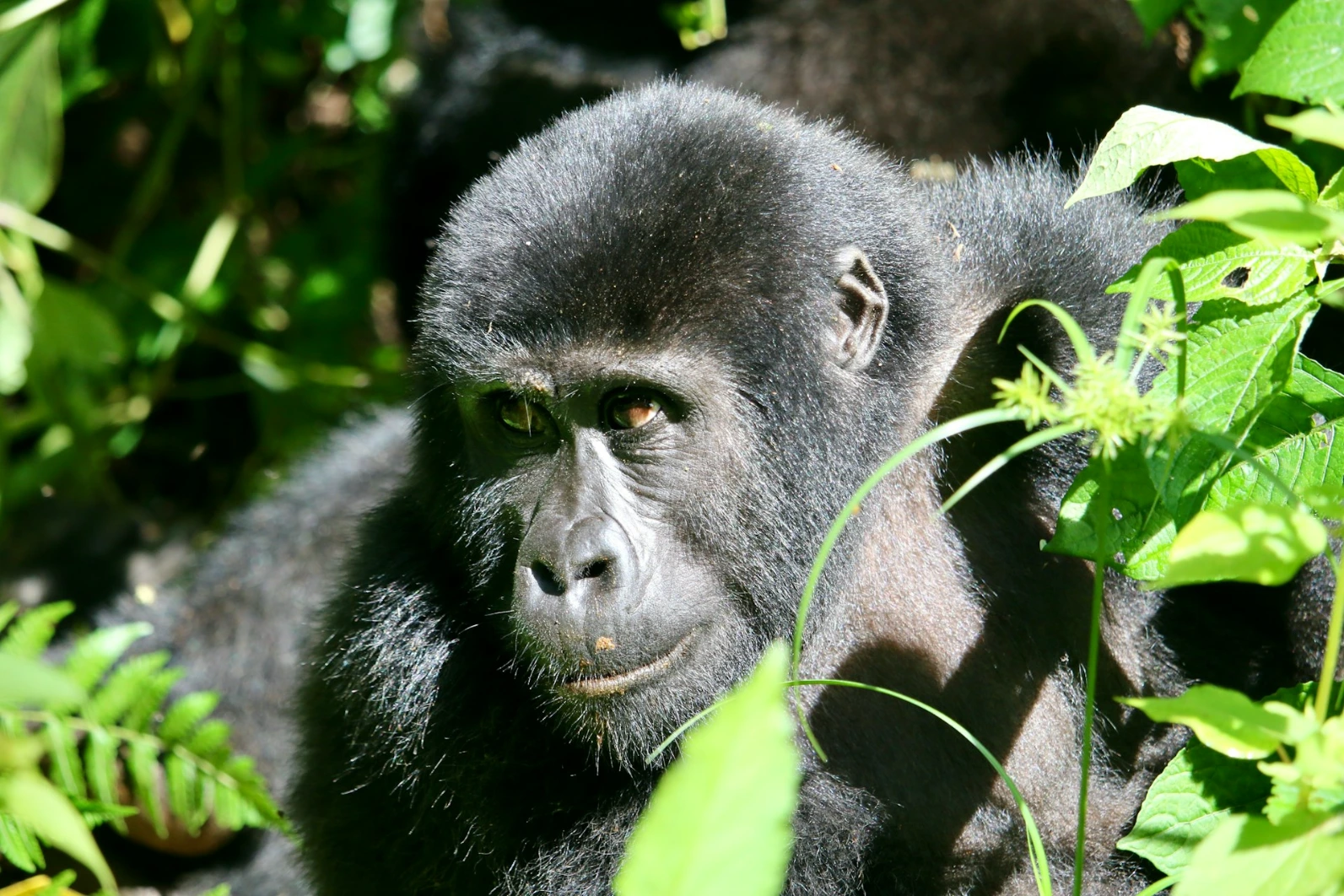 a close up of a gorilla in a tree a close up of a monkey in a tree