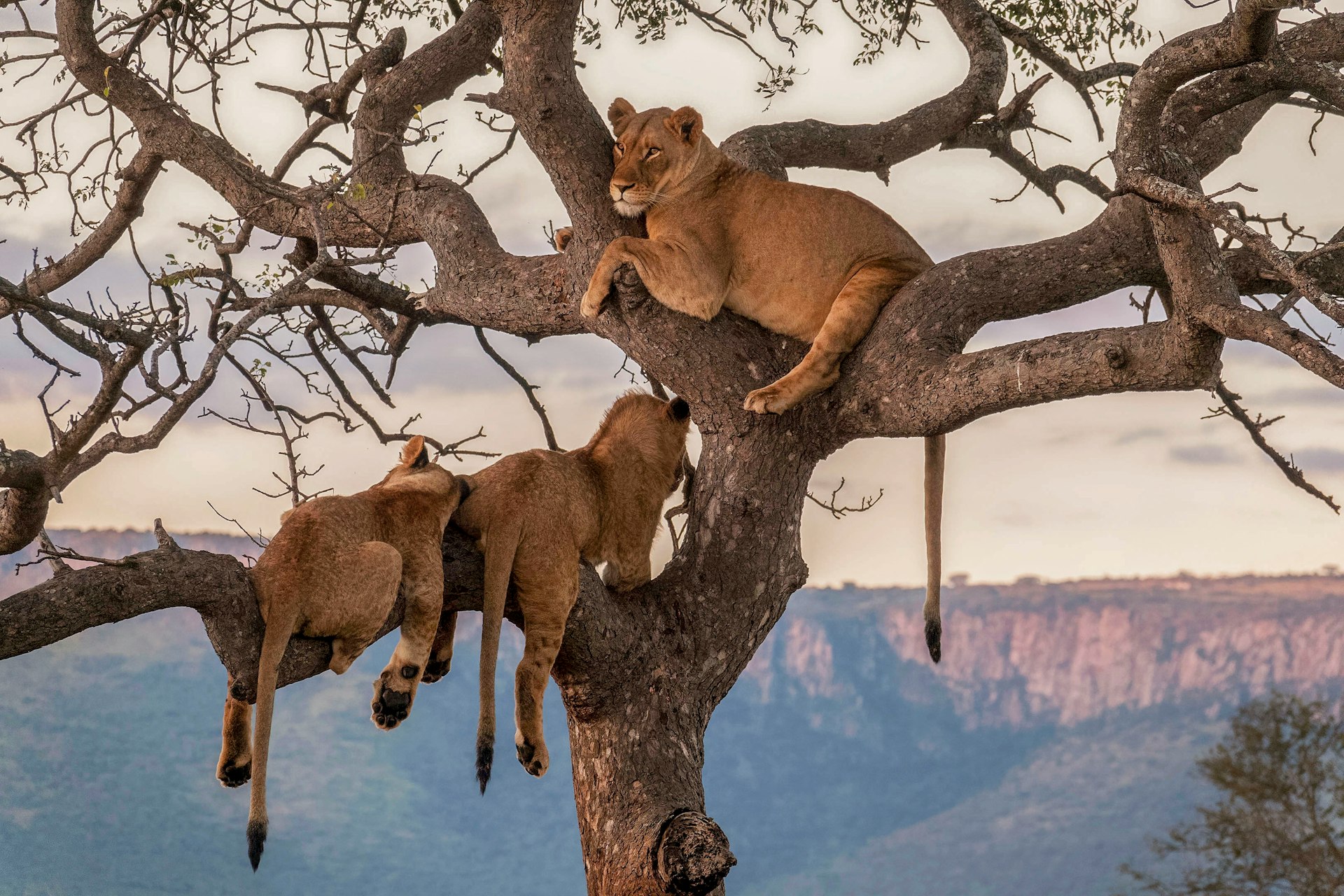 A group of lions sitting on top of a tree