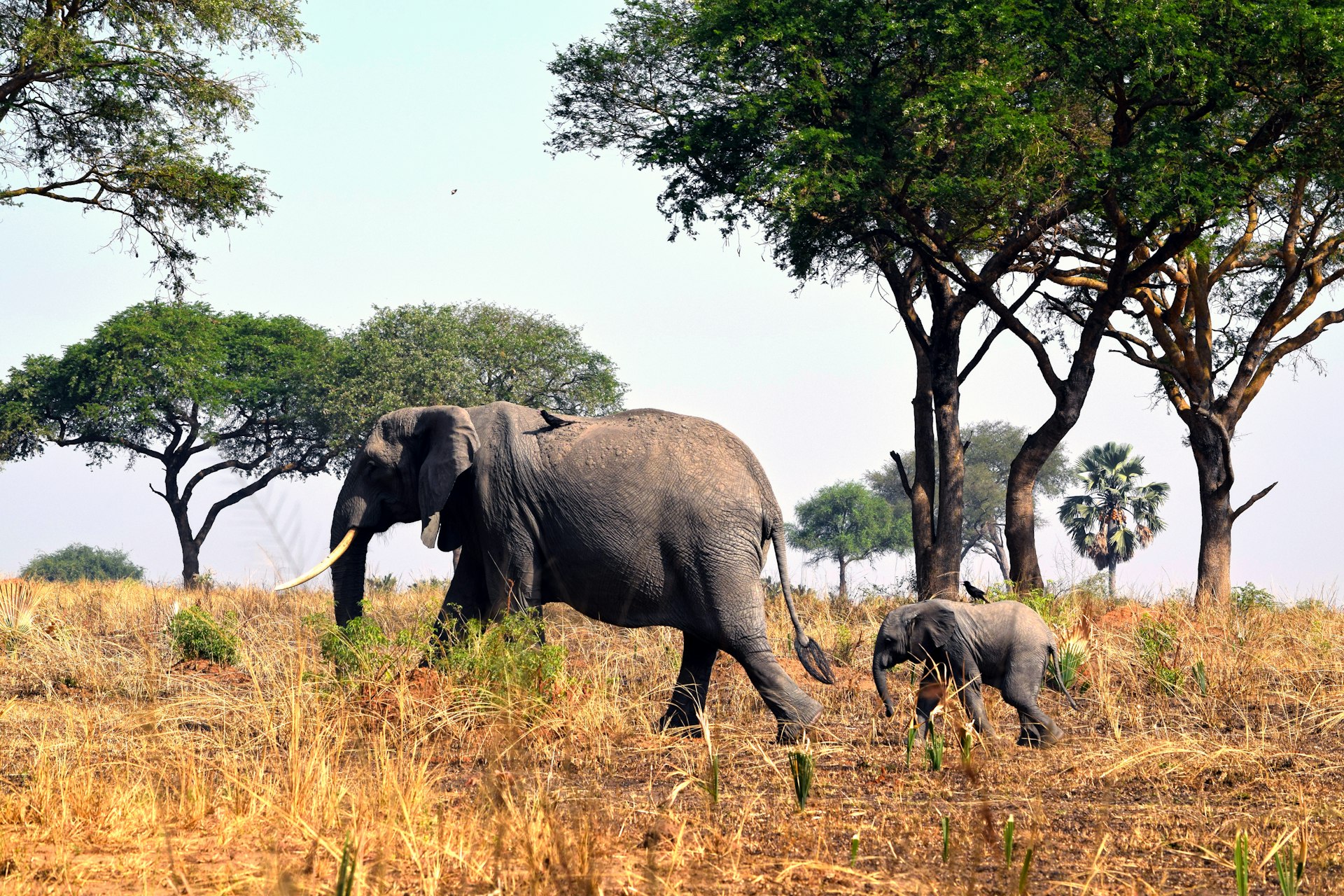 An adult elephant and a baby elephant walking through a field