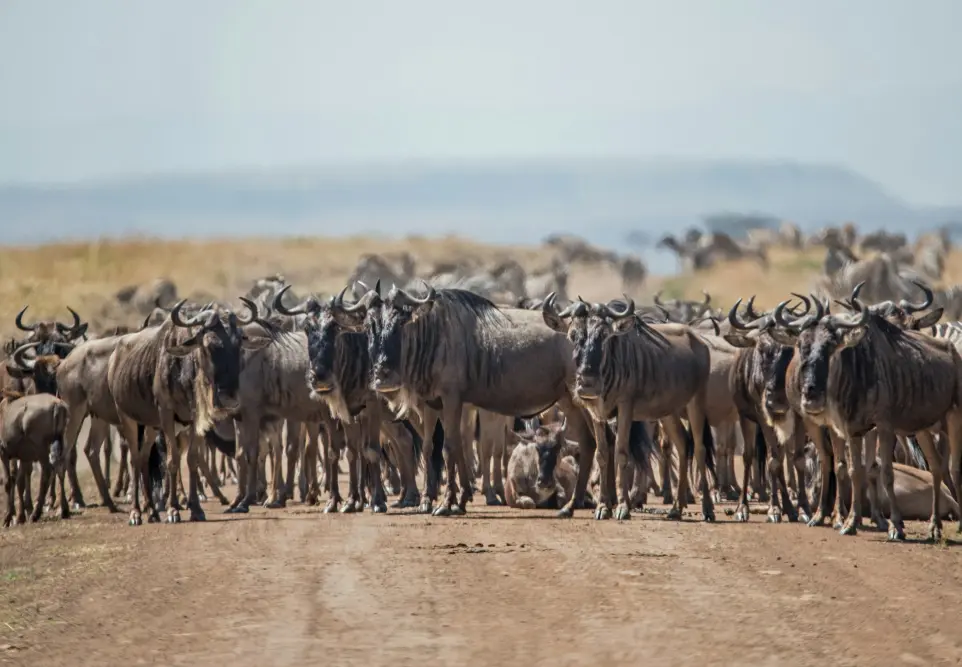herd of cattle standing on brown ground during daytime