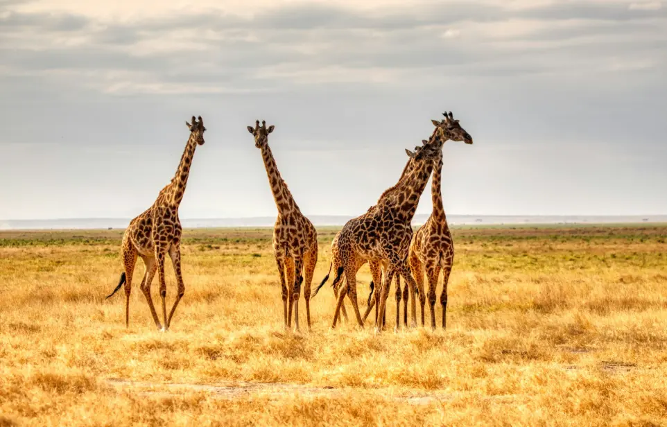 Things to do in Kenya - Masai Mara National Park three giraffes on brown grass field during daytime