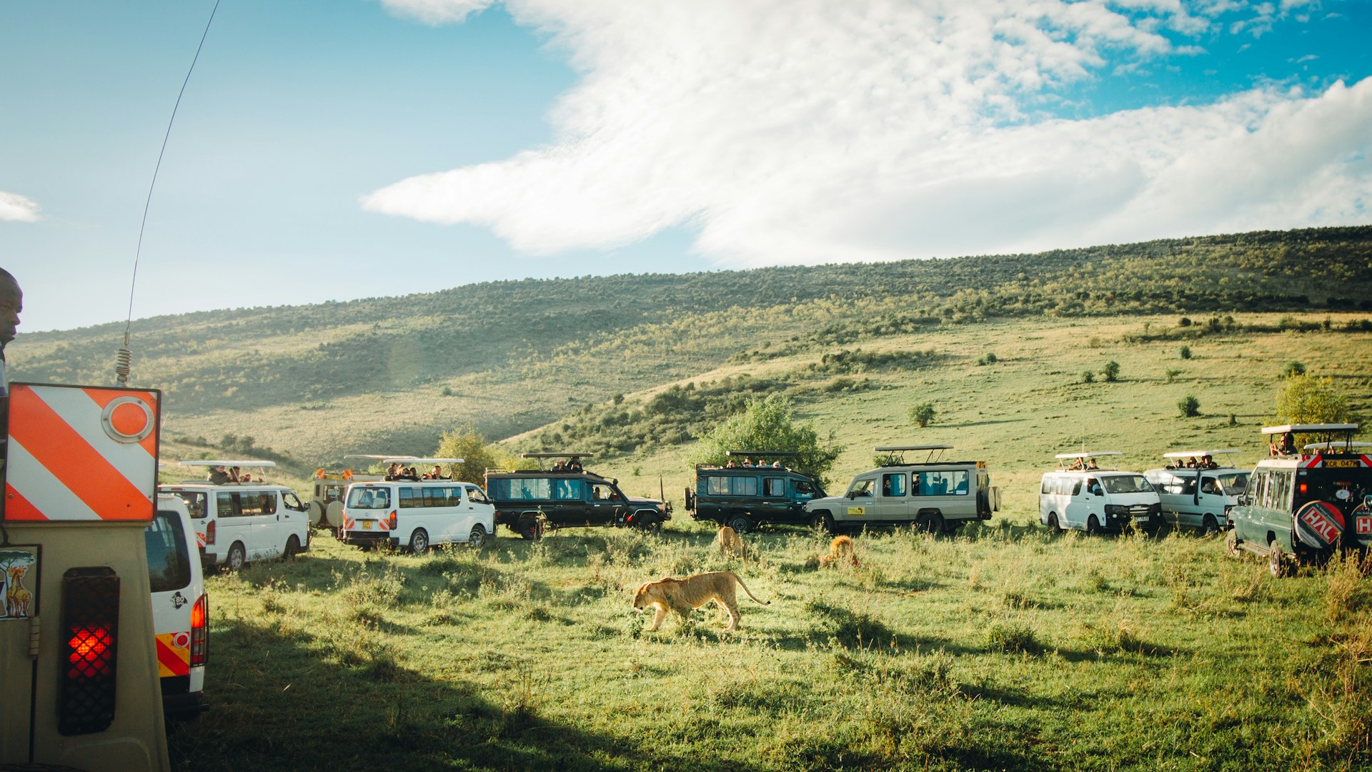 a pride of lions on green grass field during day game drive