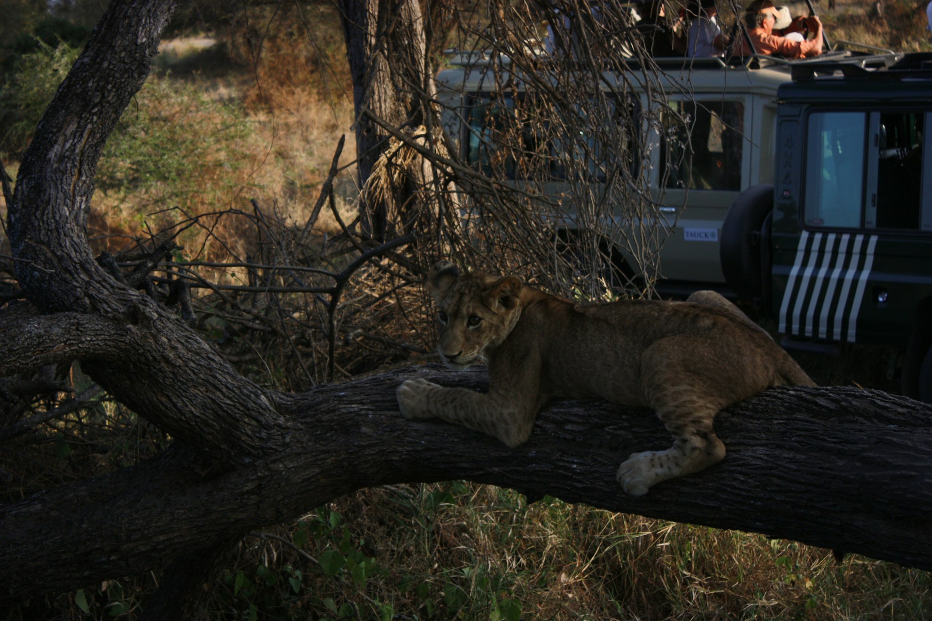 Tree climbing lion in Queen Elizabeth National Park A ginger cat rests on a tree branch at night.