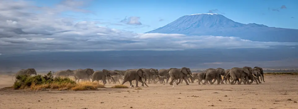 Amboseli National Park - Things to do in Kenya A herd of wild animals walking across a desert