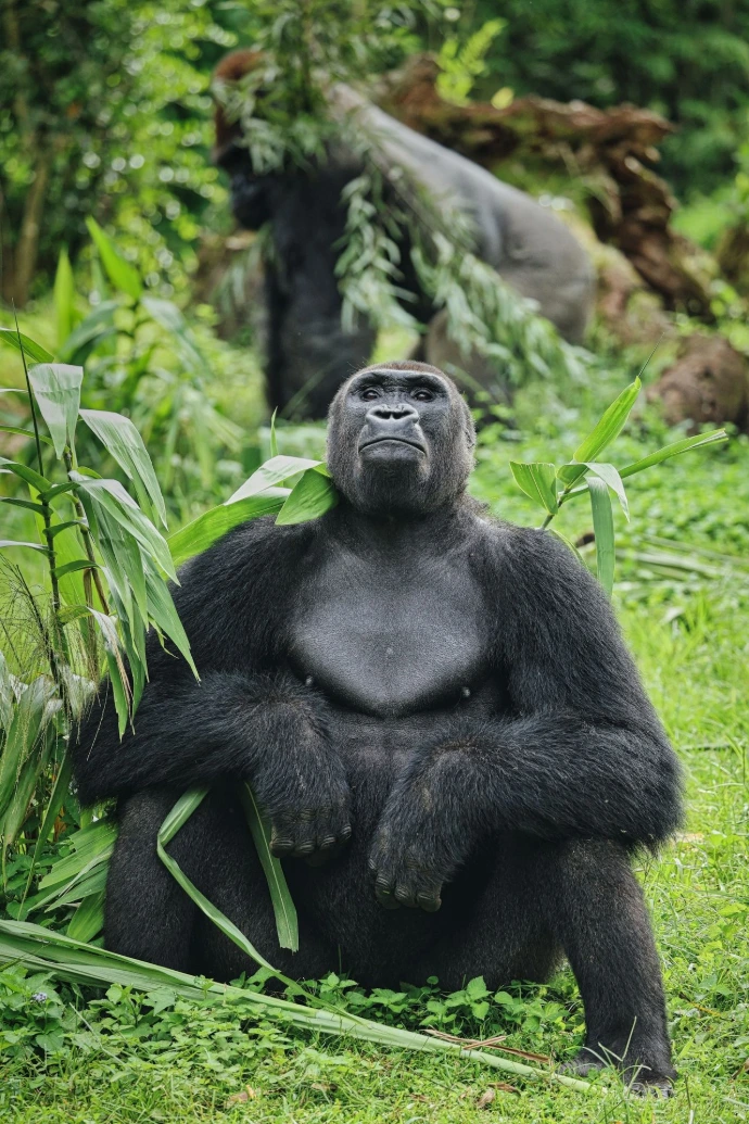 Gorilla sitting in lush green foliage with another gorilla behind.