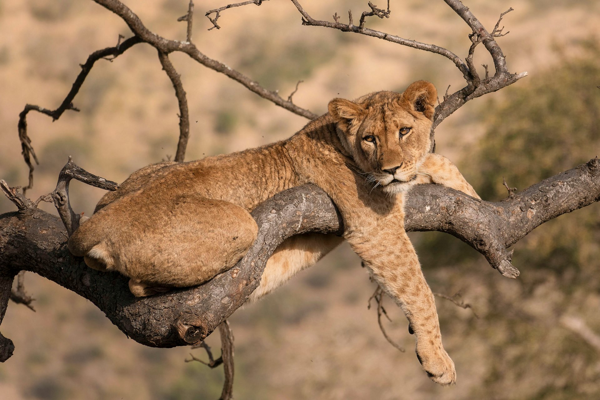 A Tree climbing lion in Ishasha Sector in Queen Elizabeth National Park A lion cub is sitting on a tree branch