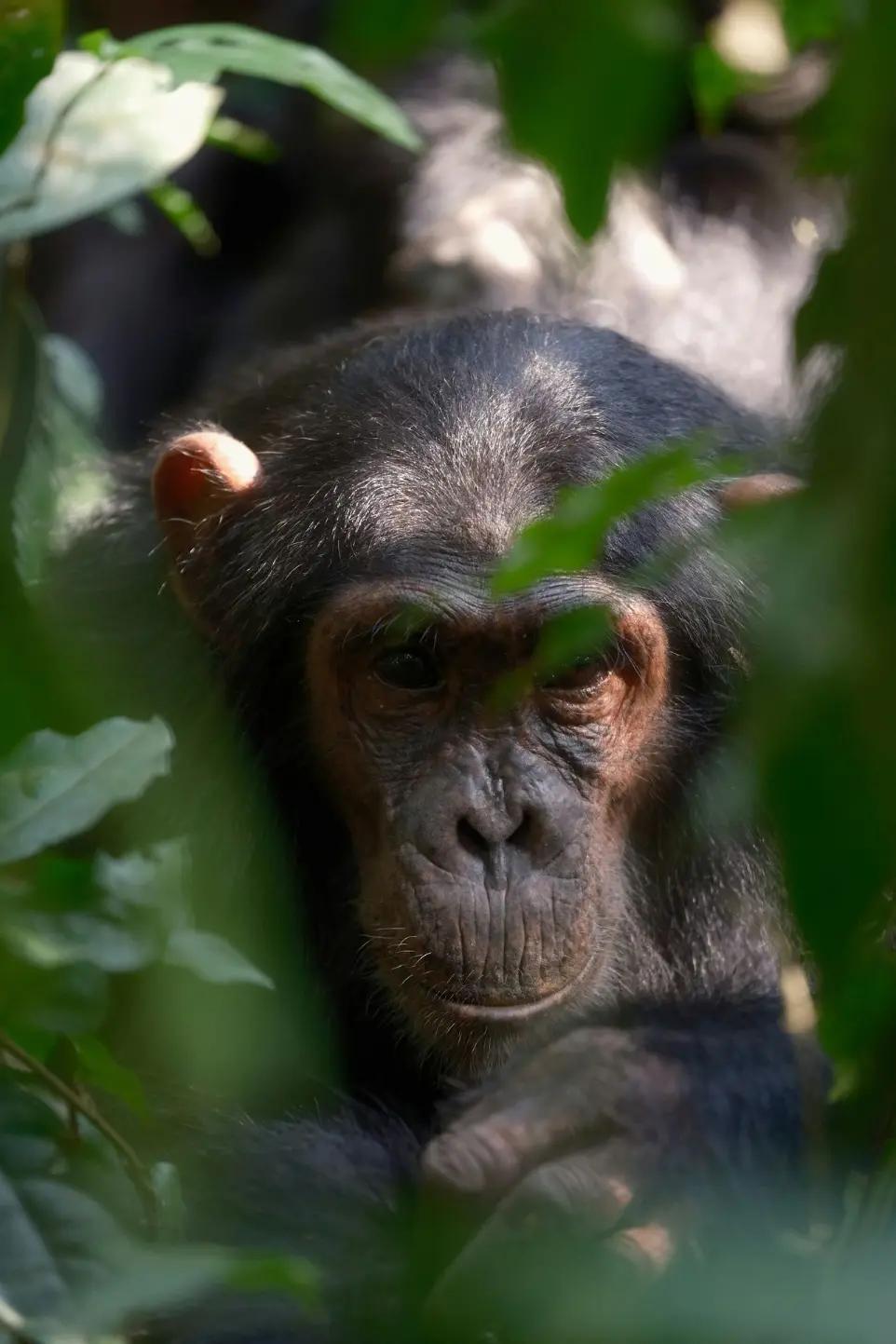 A chimpanzee peeks out from the jungle foliage.