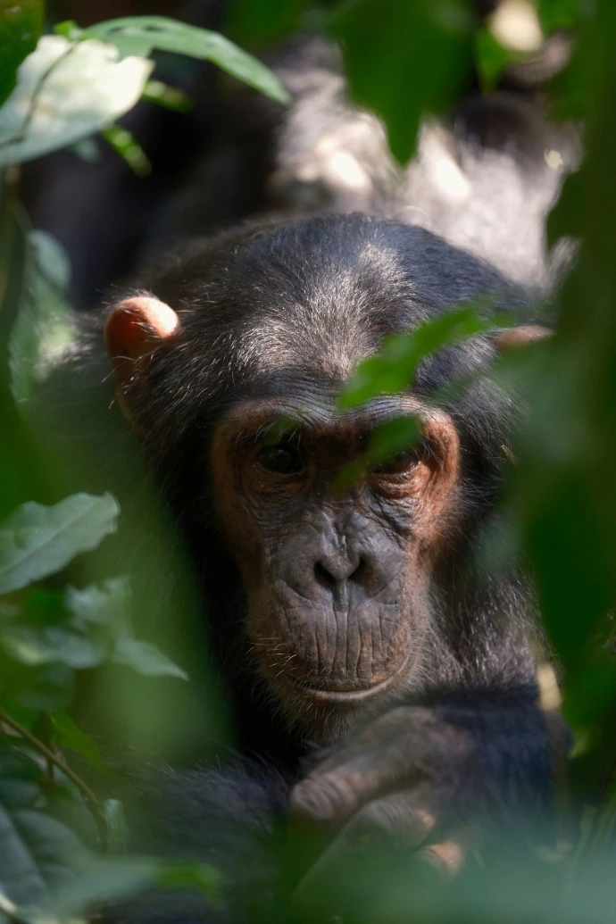 A chimpanzee peeks out from the jungle foliage.