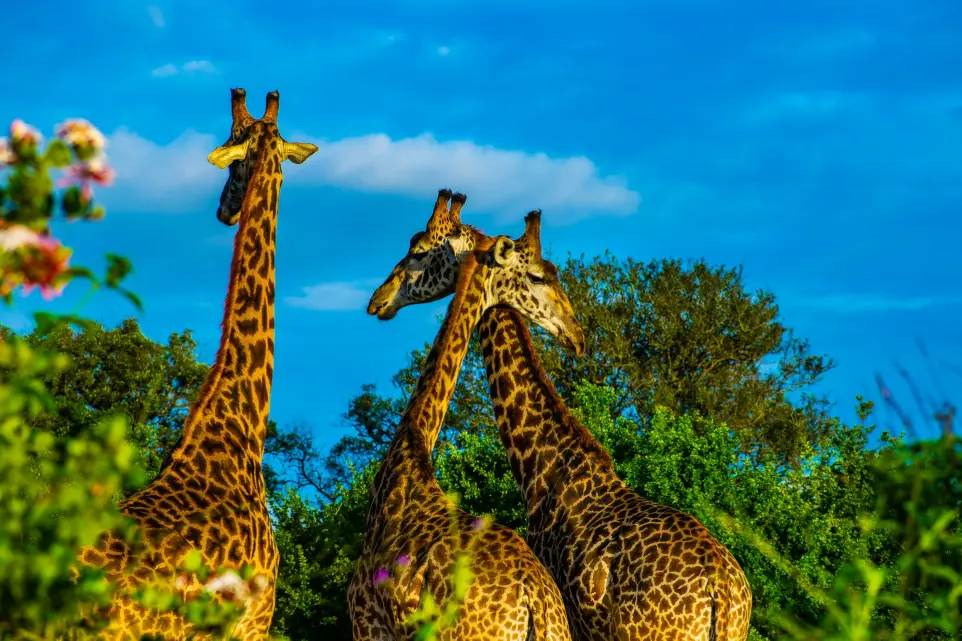 three giraffe on green grass field during daytime