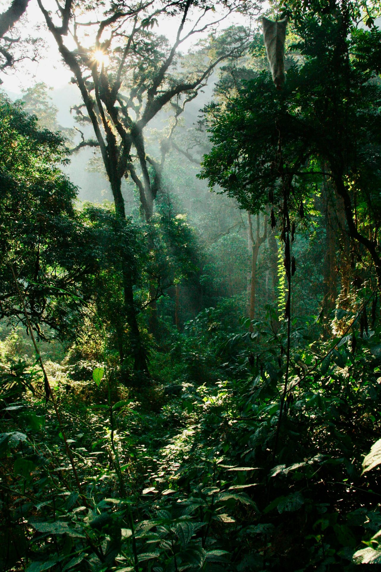 a lush green forest filled with lots of trees
