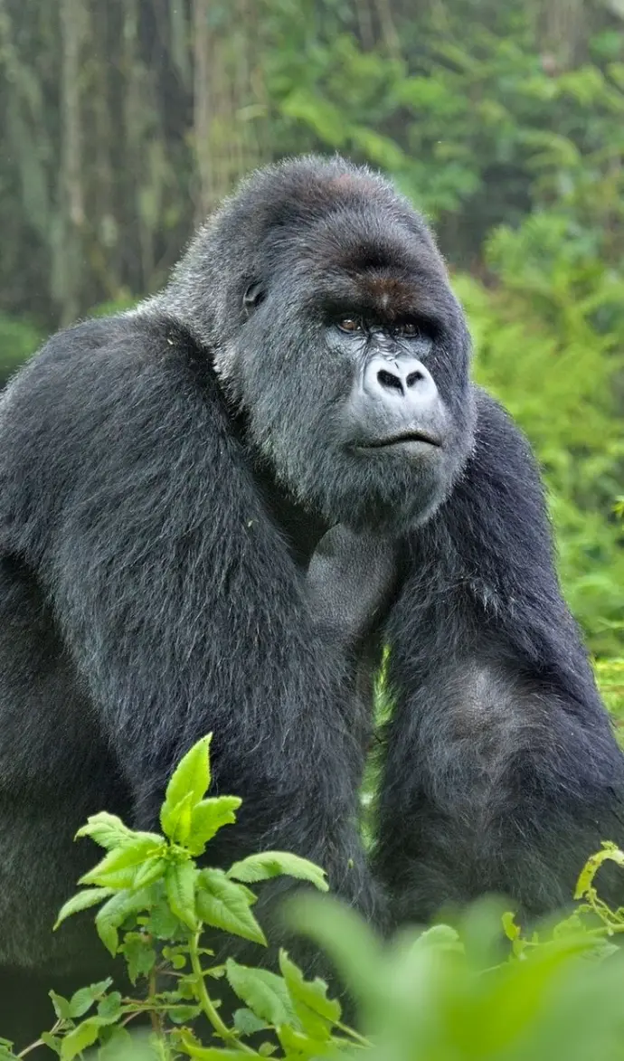 Gorilla Trekking in Bwindi Impenetrable National Park A mountain gorilla silverback