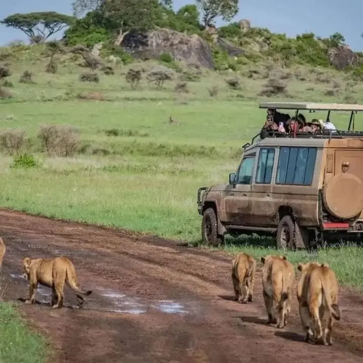Game drive in Kidepo Valley National Park