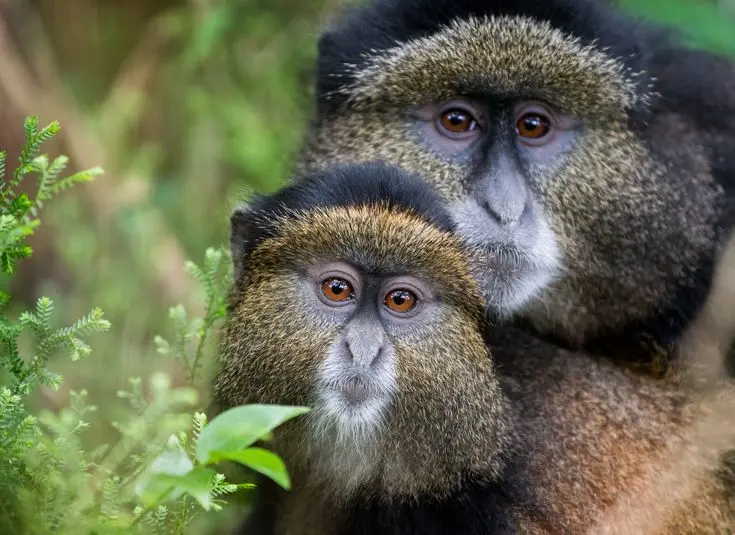 golden monkey tracking in Rwanda