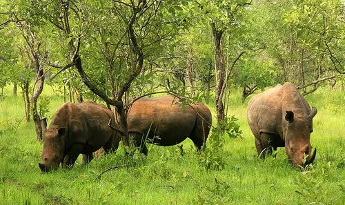 Rhinos in Ziwa Rhino Sanctuary