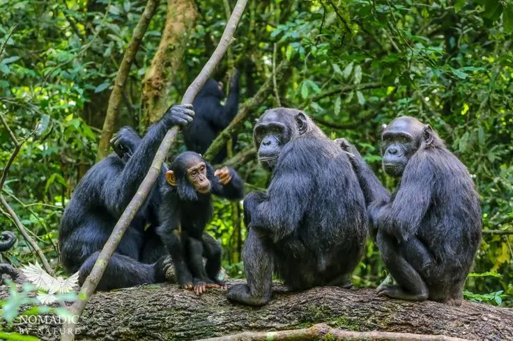 Chimpanzee family in Kibale Forest Chimp tracking in Kibale National Park