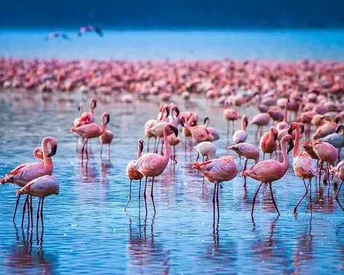Flamingoes on Lake Nakuru in Kenya