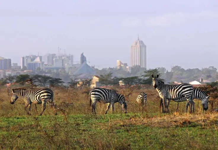 zebras grazing in Nairobi National Park