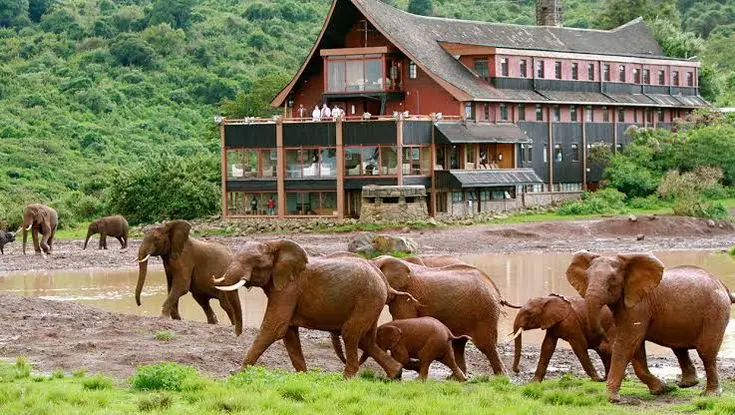 elephants grazing through Aberdare National Park in Kenya