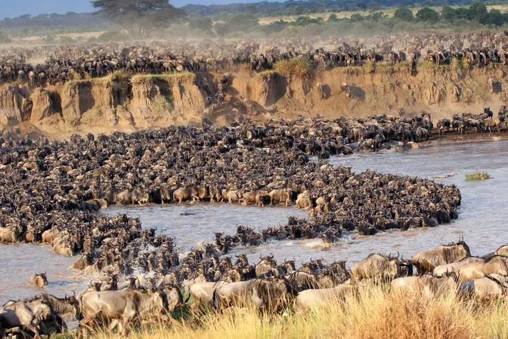 The great wildebeests migration