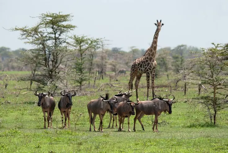 Wildlife in Lake Mburo National Park