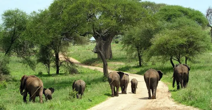 A herd of elephant family in Ruaha National Park