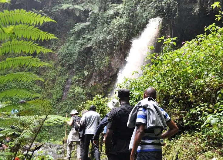 Gorilla trekking session in Bwindi