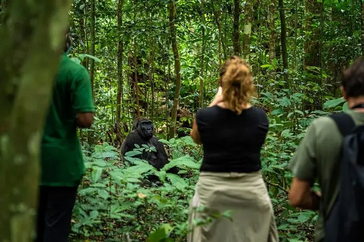 Tourists having a moment with the mountain gorillas in Bwindi Uganda Gorilla trekking safari