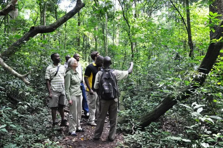 Birdwatching in Kibale National Park