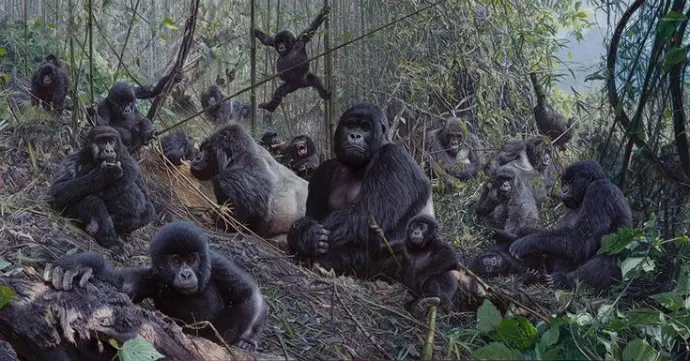 A gorilla family in Bwindi