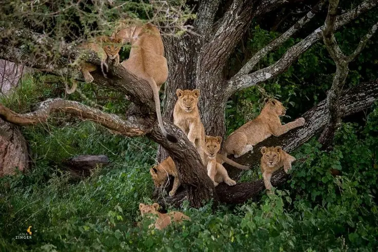 Tree climbing lions in Queen Elizabeth National pARK