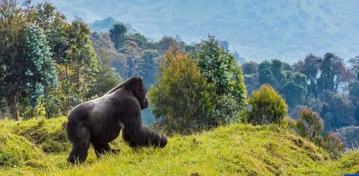 Gorilla In the Mist