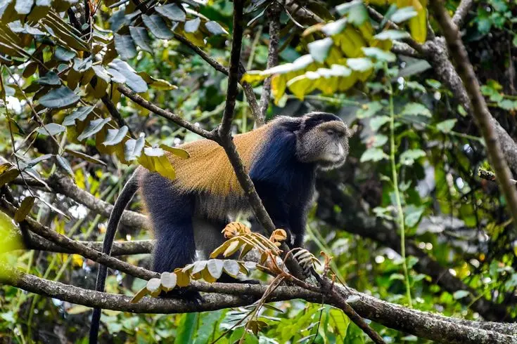 Golden monkey on a tree branch