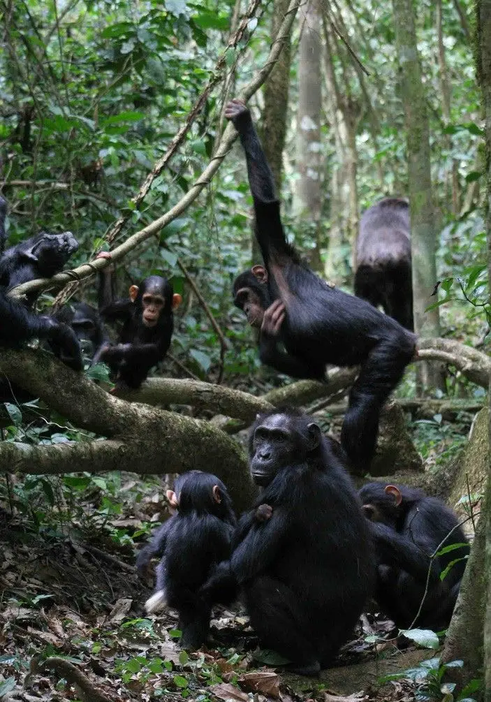 Chimpanzees i Kibale