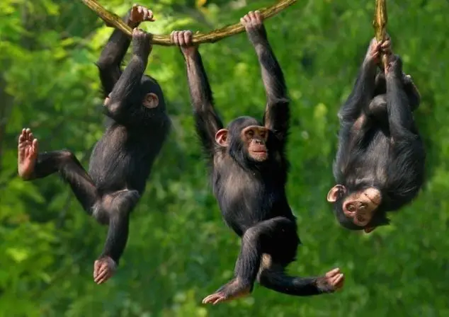 Kibale chimpanzees on a tree branch