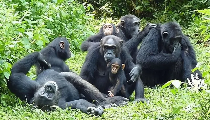 Chimpanzee family in Kibale